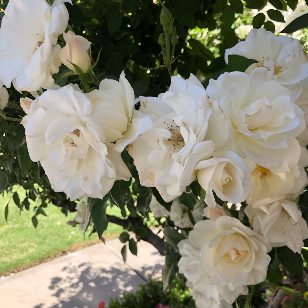 Meet your Posher, Maralee